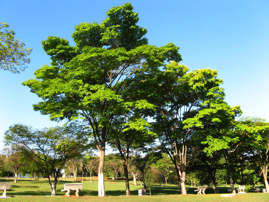 Cenostigma pluviosum var. Peltophoroides